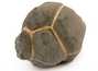 Декоративная окаменелость # 37022 камень септарии