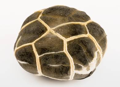 Декоративная окаменелость # 37023 камень септарии