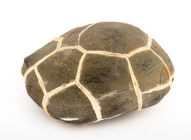 Декоративная окаменелость # 37023 камень септарии